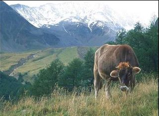 গরু ঘাস খায়, কিন্তু মানুষ ঘাস খায়না কেন?