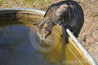 বিড়াল জিভ দিয়ে পানি পান করার সময় পানিতে আলোড়ন তৈরি হয় না কেন?