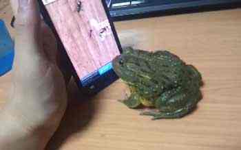 এবারে ব্যাঙও খেললো ভিডিও গেইম