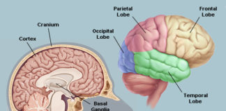 মানবদেহের মস্তিষ্কঃ বিস্ময়কর সব তথ্য মস্তিষ্ক