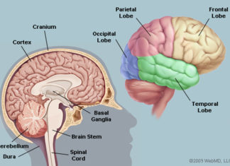 মানবদেহের মস্তিষ্কঃ বিস্ময়কর সব তথ্য মস্তিষ্ক