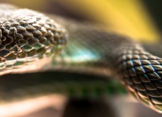 প্রাণীজগতের মজার তথ্য