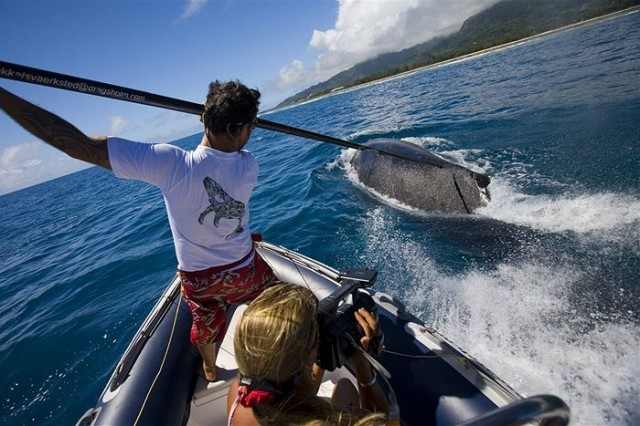তীরের মতোই সোজা পথে চলে তিমি
