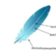 feather_anatomy