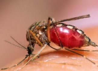 মশা'র বিরক্তিকর ভনভন! মশার হুল ফোটানো