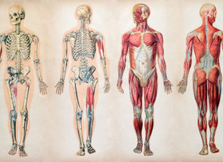 মানব দেহঃ আসুন নিজের সম্পর্কে জানি। মানব দেহ