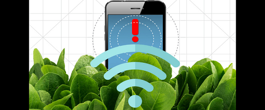 বোমা শনাক্তকারী গাছ(Plant that detects bomb ) ! বোমা শনাক্তকারী গাছ