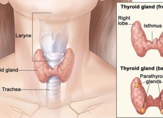 থাইরয়েড এবং এর কারণ, লক্ষণ ও চিকিৎসা। থাইরয়েড গ্রন্থি