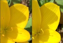 ডিজিটাল ক্যামেরাঃ বেশি পিক্সেল মানেই কি ভালো ছবি? ছোট সাইজের ছবির তুলনা