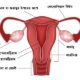 women reproductive system